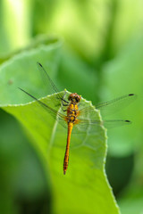 dragonfly sitting on a blade of grass close up