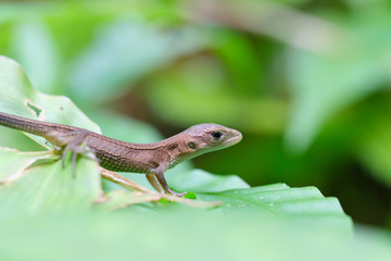 小さくてかわいいカナヘビの子供