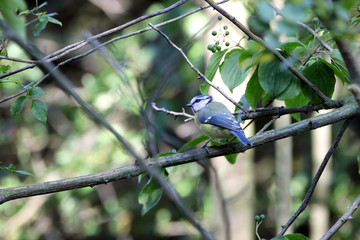 blue tit on a branch