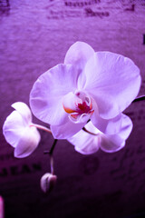 Fototapeta na wymiar orchid and water drops