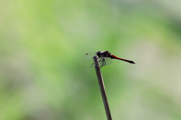 dragonfly on a green leaf