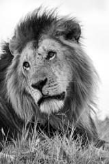 The king of Maasai Mara