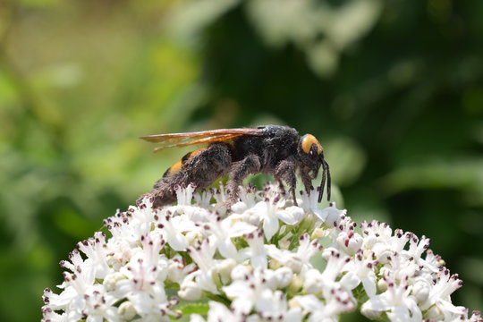 Mammoth wasp (Megascolia maculata) on Sambucus ebulus flowers