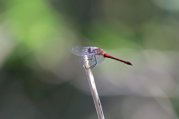 red dragonfly on a branch