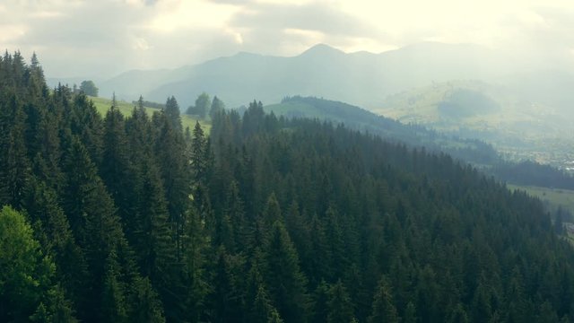 Forest mountains green field hill jungle treen aerial