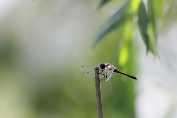 dragonfly on a branch