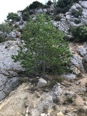 pine tree in the mountains