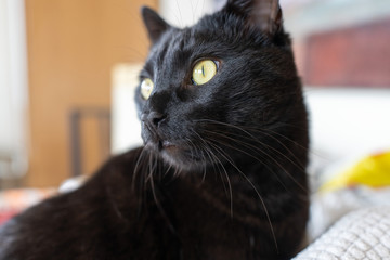 Adorable black cat