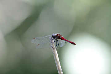 close up of a red dragonfly
