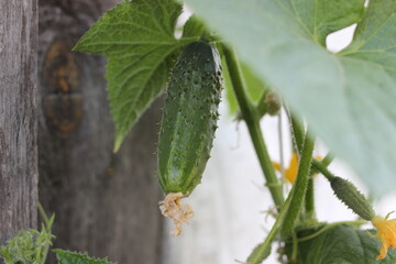 Green homemade cucumber on a branch