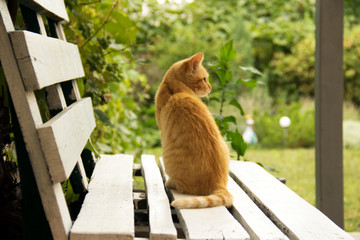 cat on the bench