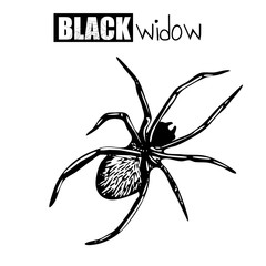 Black Widow Spider Sketch. Halloween Hand Drawn black icon on a white background. Vector illustration