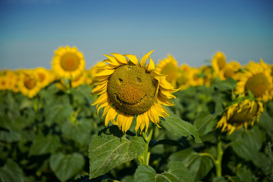 Sunflower field. sunflower in the field. Smiley on a sunflower. A face with a smile from seeds on a sunflower. Happy summer. 