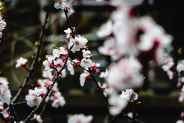 branches of sakura cherry blossoms flowers in bloom  in shanghai, china