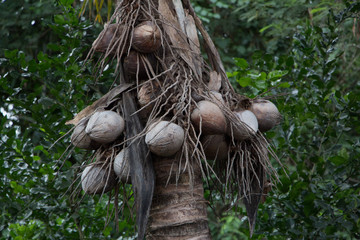  The dead coconut is dry.