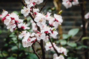 branches of sakura cherry blossoms flowers in bloom  in shanghai, china