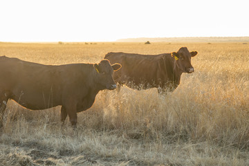 Bonsmara cattle on pasture at sunset