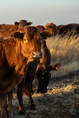 Bonsmara cattle on pasture at sunrise