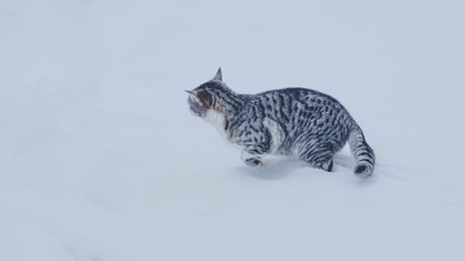 fluffy tabby cat in the january fresh snow