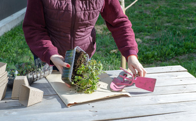 young woman planting tomatoes plants to the paper pots. copy space.