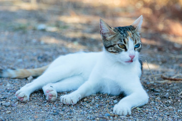 Young confident diferent color eyed cat lying down outdoors