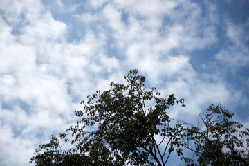 森の上空・樹木・空・雲・雄大な