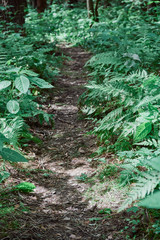 Green path through the fern in the forest