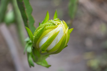 Flowers Dragon fruit