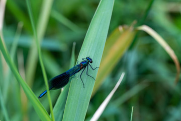 lose-up view of a Banded Demoiselle (Calopteryx splendens) damselfly on green vegetation