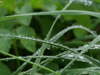 drops of morning dew on the leaves of green grass, green background