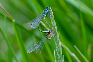 Common Blue Damselfly (Enallgma cyathigerum) close-up view