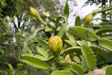 Flowers Dragon fruit