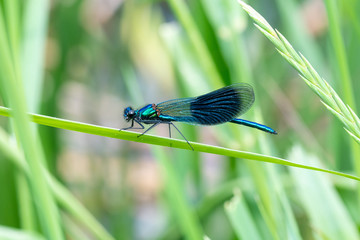 lose-up view of a Banded Demoiselle (Calopteryx splendens) damselfly on green vegetation