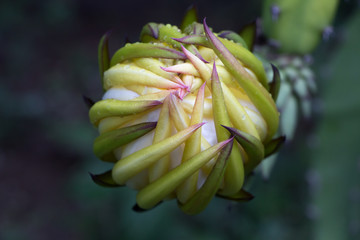 Fototapeta na wymiar Flowers Dragon fruit