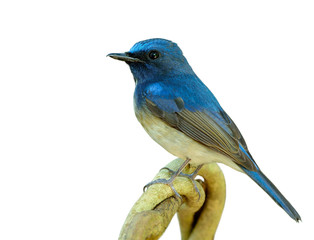 Beautiful blue and white bird lonely perching on the branch isolated on white background, Hainan blue flycatcher (Cyornis hainanus)
