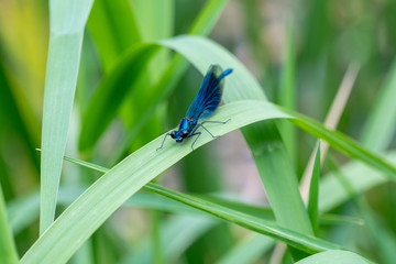 lose-up view of a Banded Demoiselle (Calopteryx splendens) damselfly on green vegetation