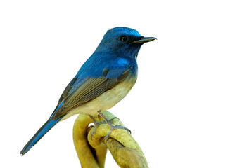 Beautiful blue bird lonely perching on twisted branch isolated on white background, Hainan blue flycatcher (Cyornis hainanus)