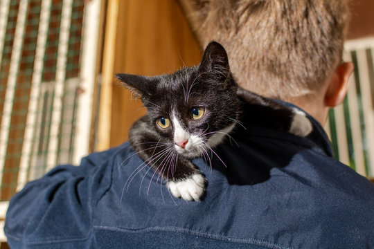 A small boy, in an animal shelter, holds a black and white kitten on his shoulder and strokes it. against the background of cells.