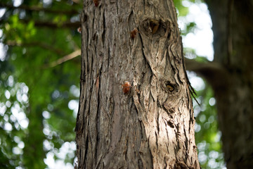 檜の幹・セミの抜け殻・質感・樹皮