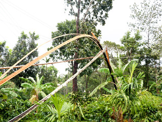 Areca nut tree broken into pieces and fallen on electric line by strong monsoon wind