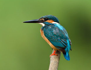 Beautiful blue bird, Common kingfisher (Alcedo atthis) perching on wooden branch calmly wait to catching a fish in stream over green blur background, magnificent creature