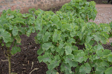 Spring Crop of Home Grown Organic Perennial Kale (Brassica oleracea var. Acephala 'Taunton Deane') Growing in a Vegetable Garden in Rural Devon, England, UK