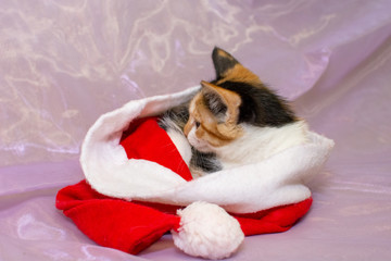 tricolor Kitten from the shelter lies under santa's hat on a white background. It looks scared and...