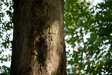 木の幹・木漏れ日・日差し・自然