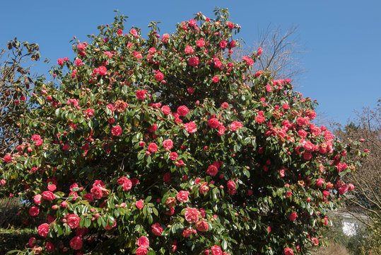 Spring Flowering Common Camellia or Japanese Rose Shrub (Camellia japonica 'Drama Girl') with a Bright Blue Sky Background Growing in a Country Cottage Garden in Rural Devon, England, UK