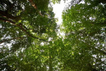 森林浴・森・空・広角