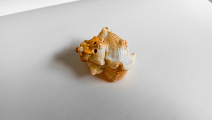 sea shell on a white background