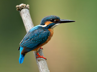 Blue bird, Common kingfisher (Alcedo atthis) perching on dried bamboo wood in stream showing its back feathers, lovely nature