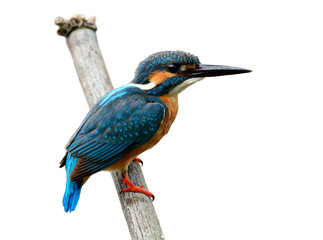 Blue bird, Common kingfisher (Alcedo atthis) perching on dried bamboo wood showing back feathers isolated on white background, fascinated nature