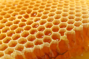 Fresh honeycomb on whole background, close up